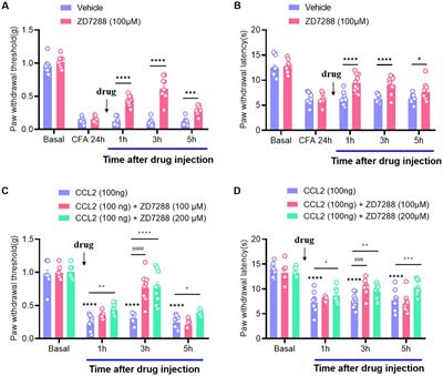 Peripheral CCL2 induces inflammatory pain via regulation of Ih currents in small diameter DRG neurons